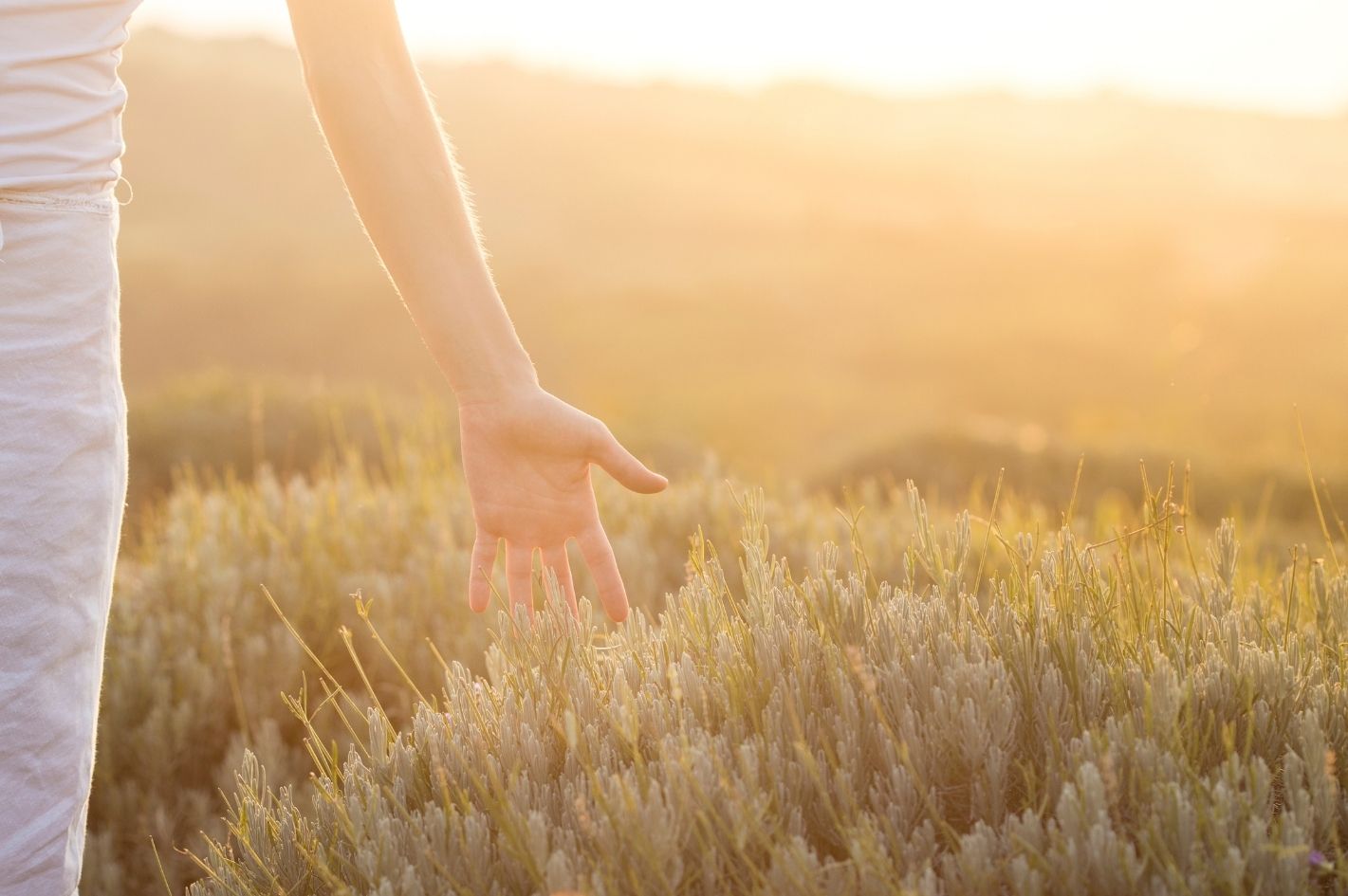 A woman's hand brushing through a sunlit field of lavender at golden hour